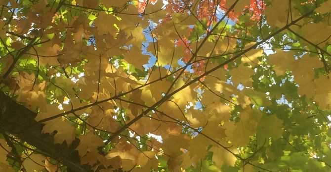 Harmonizing with Autumn: Nourishing Your Health Through Seasonal Wisdom image