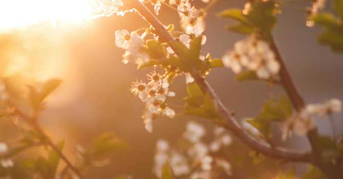 Embracing the Renewal of Spring: A Traditional Perspective
